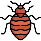 Bed Bugs