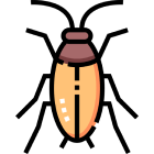 Cockroaches